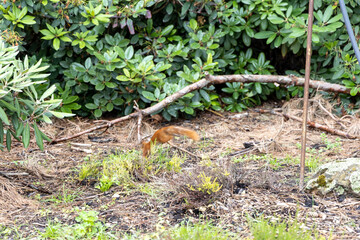 Red squirrel moving quickly in a garden with green shrubs