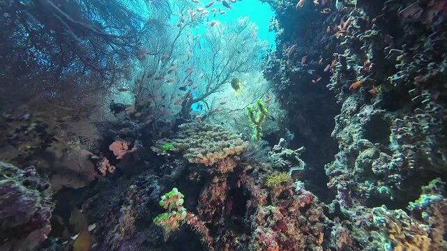 Underwater landscape with coral reef and fish. Incredible view inside the coral reef. Small tropical fish swim in clear transparent water.