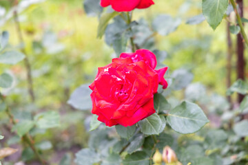 Bright red rose in garden with green background