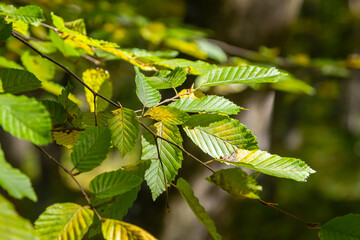 Selective focus of Ulmus pumila celer leaves, European hornbeam or carpinus betulus in the garden,...