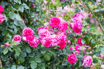 Vibrant pink roses blooming in garden during summer