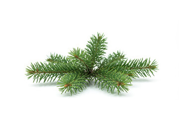 Christmas tree branch, green pine branch isolated on white background