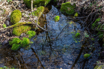 Serene forest pond reflecting trees and mossy stones during spring in a tranquil natural setting