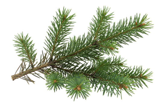 Christmas tree branch, green pine branch isolated on transparent background