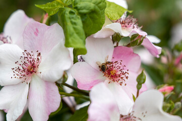 Bee pollinating pink and white wild rose flowers in spring garden