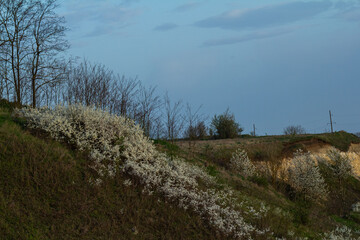 Spring blossoms brighten a hillside with trees under overcast skies at dusk in a tranquil landscape setting