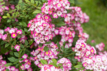 Cluster of pink and white wild rose flowers in garden
