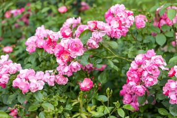Fototapeta premium Blooming pink roses in a garden closeup