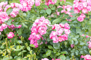 Blooming pink roses in summer garden closeup