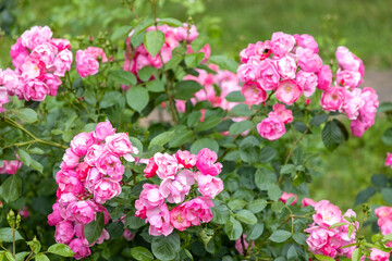 Bright pink roses blooming in garden during summer