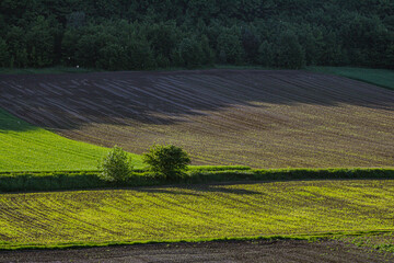 Vibrant green fields and freshly plowed earth under soft sunlight in a serene rural landscape during late afternoon hours