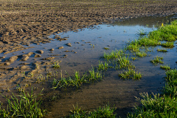 Water pooling in a muddy field with patches of green grass under a clear sky at midday demonstrating nature's resilience and beauty in rural landscapes