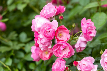 Cluster of blooming pink roses in garden closeup