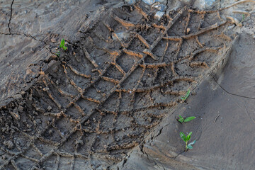Tire tracks mark the earth in a muddy field showcasing nature's resilience as new plants emerge amidst the imprints left behind