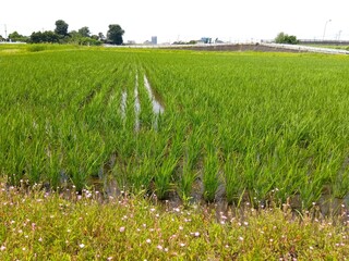 初夏の近郊の稲の生育順調な田んぼ風景