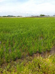 初夏の近郊の稲の生育順調な田んぼ風景