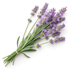 bunch of lavender on a white background