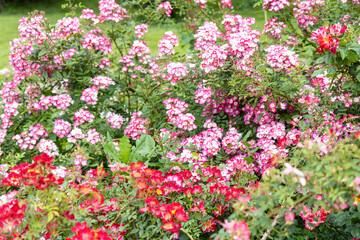 Colorful blooming wild rose bushes in summer garden