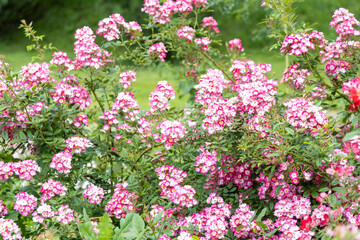 Cluster of blooming pink wild roses in summer garden