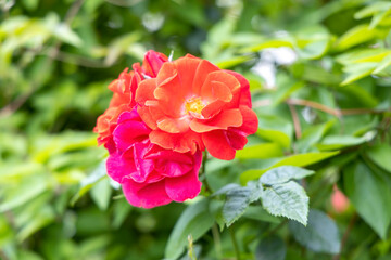 Close up of vibrant red and orange blooming rose in garden
