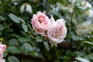 Close up of pink roses in garden with green leaves