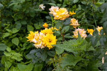 Yellow roses blooming in a garden surrounded by green leaves