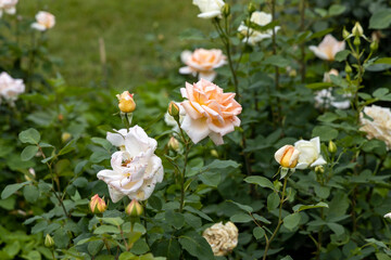Peach and white roses blooming in garden with green leaves