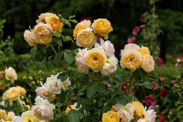 Yellow roses blooming in a summer garden