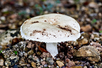 Image of a mushroom or fungus growing in the forest