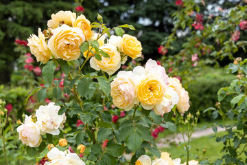 Yellow roses blooming in a green garden during summer daylight