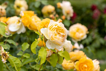 Yellow roses blooming in a garden close up