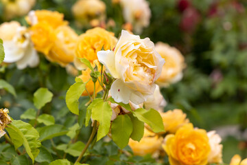 Yellow and white roses blooming in garden