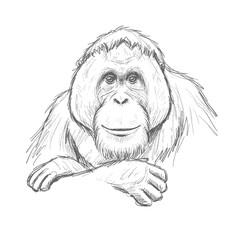 Bornean Orangutan – Pongo pygmaeus. Orangutan with gentle smile leans on surface with curiosity. Wildlife illustration concept © Andromax Studio
