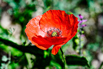 Beautiful poppy flower or wild poppy (Papaver rhoeas) blooming in the field