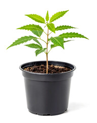Neem Tree Sapling A Young Neem Plant in a Black Pot, Growing and Thriving, Botanical Beauty