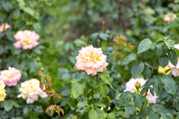 Yellow and pink rose blooming in garden with green leaves