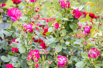 Vibrant pink roses blooming in a garden closeup