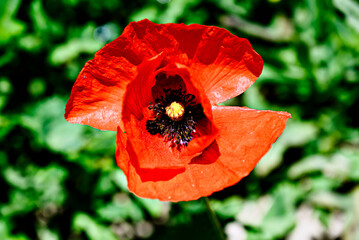 Beautiful poppy flower or wild poppy (Papaver rhoeas) blooming in the field