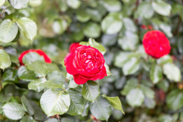 Close up of red rose blooming in garden with green leaves