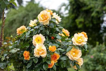 Yellow and orange roses blooming on a bush outdoors