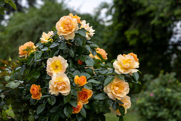 Yellow and orange roses blooming on bush outdoors