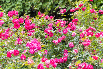 Blooming pink rose bushes in a lush garden during summer daylight