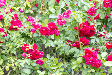 Bright red roses blooming in garden during summer daylight