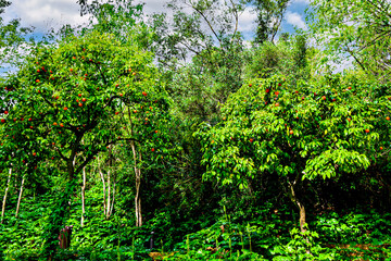 Tree with ripe oranges in Oromana Park in the city of Alcalá de Guadaira, Seville