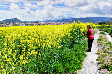 An elderly woman with curly blonde hair wearing a red sweater picking flowers in a field of yellow rapeseed. Nature, fields