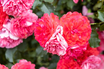 Close up of vibrant pink and red roses in garden