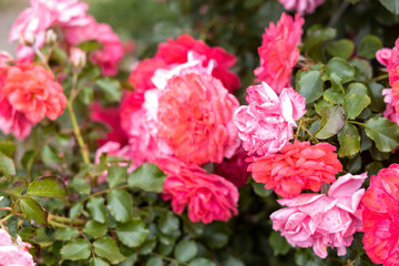 Close up of vibrant pink and red roses in garden