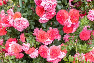 Vibrant pink and coral roses blooming on bush in garden