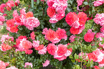 Vibrant blooming pink and coral roses in garden