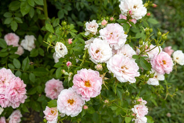 Soft pink and white roses blooming in garden